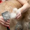A Comprehensive Guide to Pet Hair Care - VAN DOGH