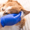 A Guide to Proper Pet Ear Care - VAN DOGH