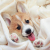Pampering Paws: Guide to Pet Paw Care - VAN DOGH