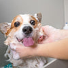 The Ultimate Guide to Pet Bathing - VAN DOGH